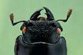 Hexarthrius forsteri